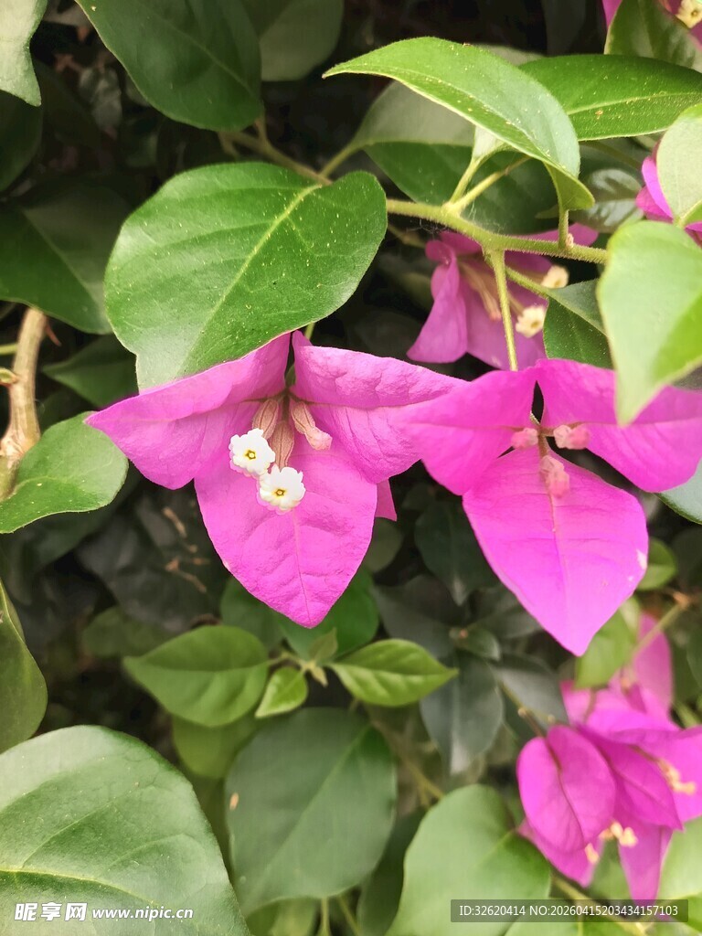 娇艳三角梅绽放绿叶间