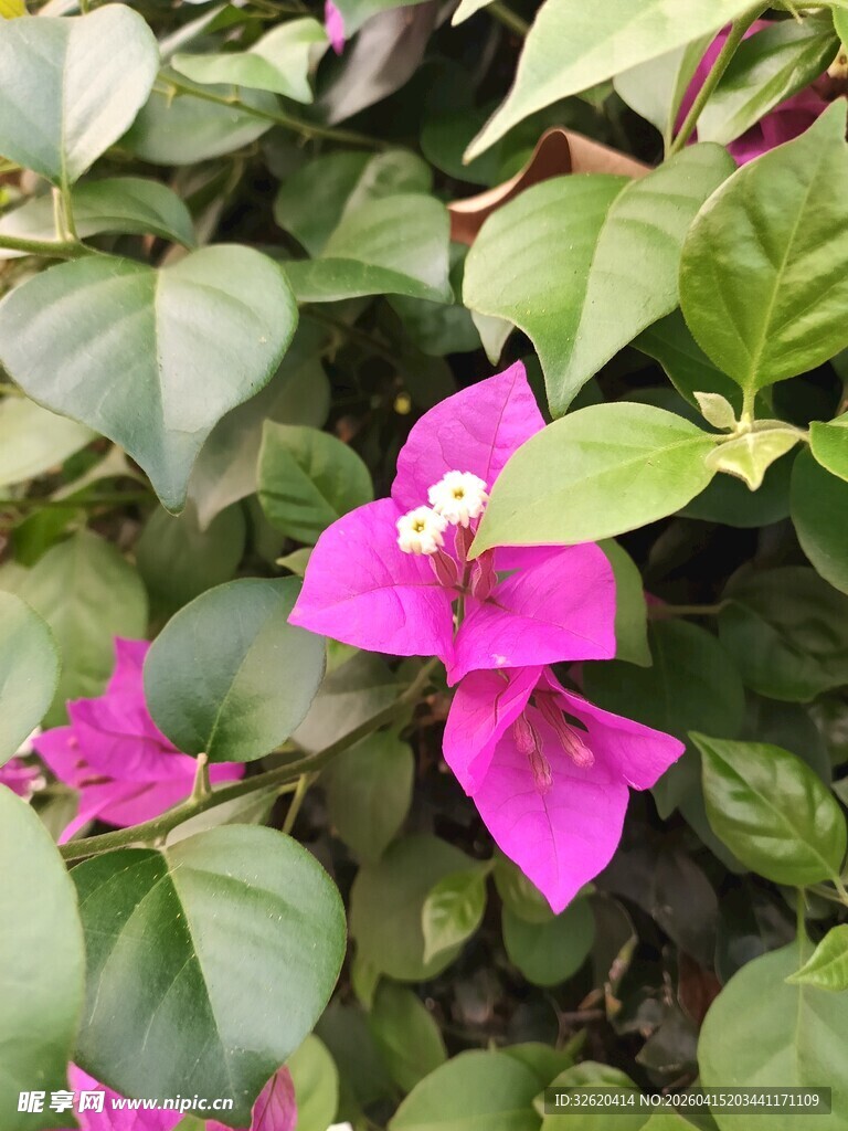 娇艳三角梅绽放绿叶间