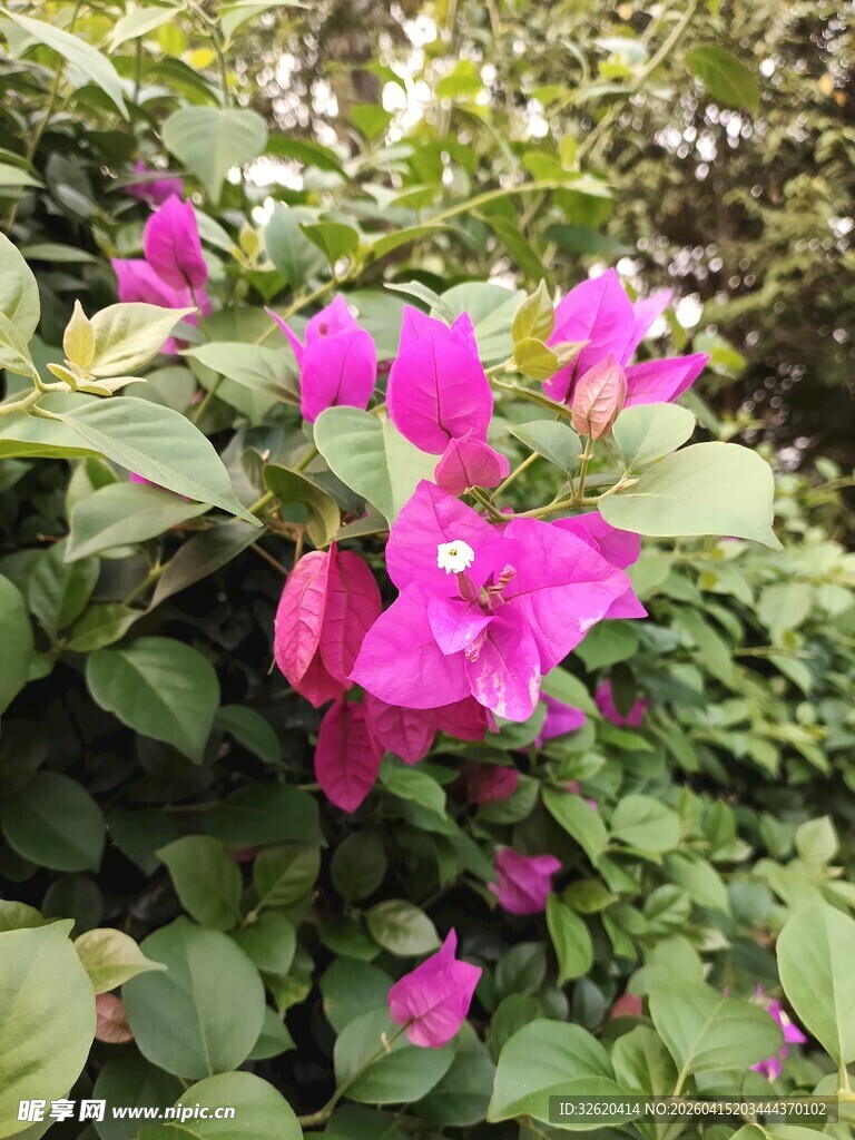 娇艳紫花绽放绿叶间