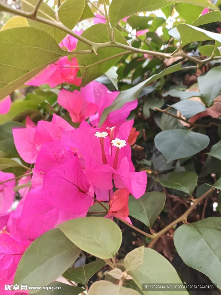 艳丽三角梅绽放