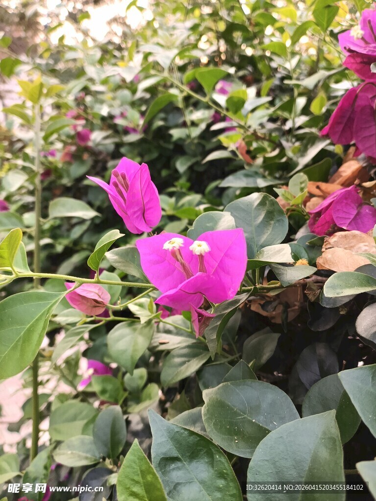 娇艳仙客来绽放绿叶间