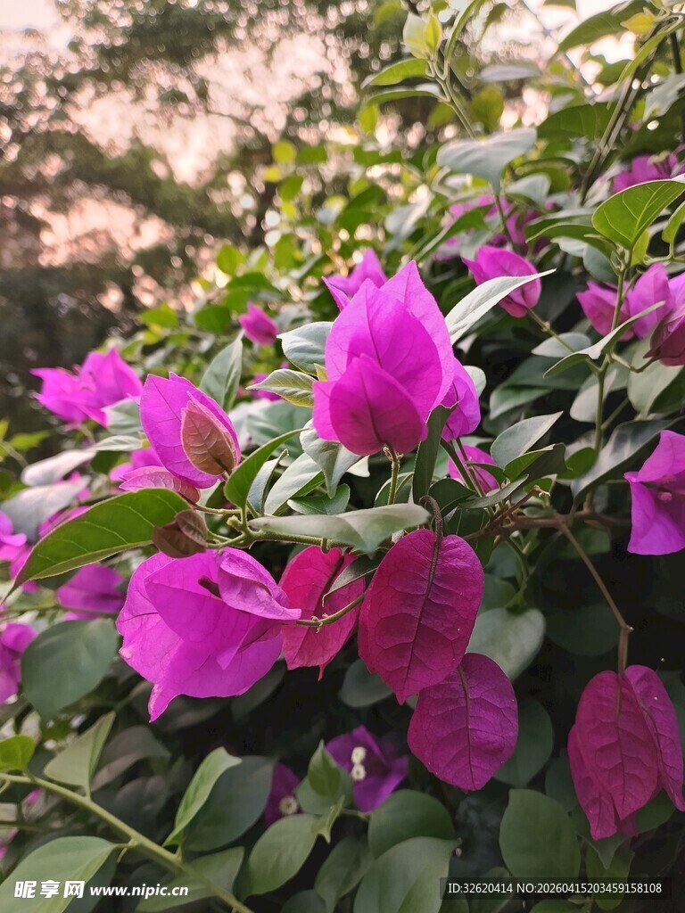 艳丽三角梅绽放在枝头