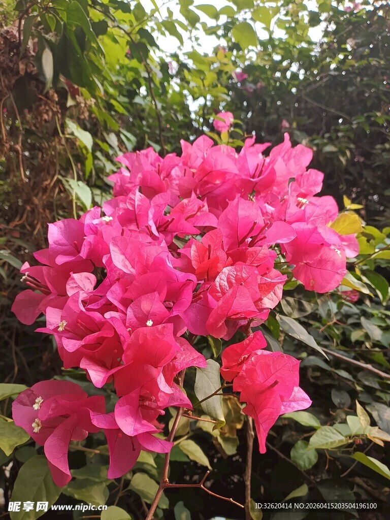 艳丽三角梅绽放