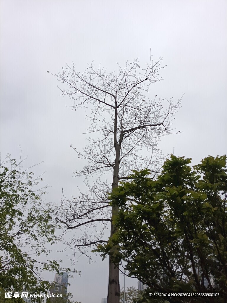 孤树挺立在葱郁树林间