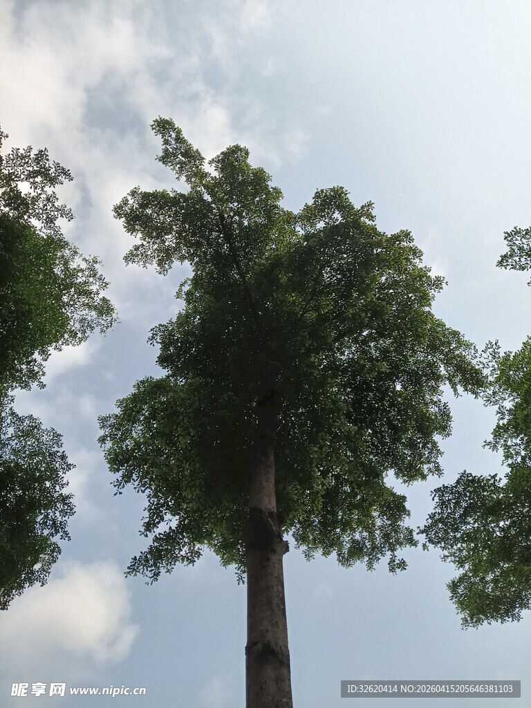 高耸入云的挺拔大树