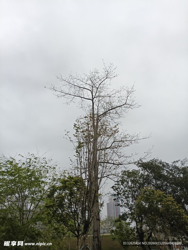 枯树立于绿植间