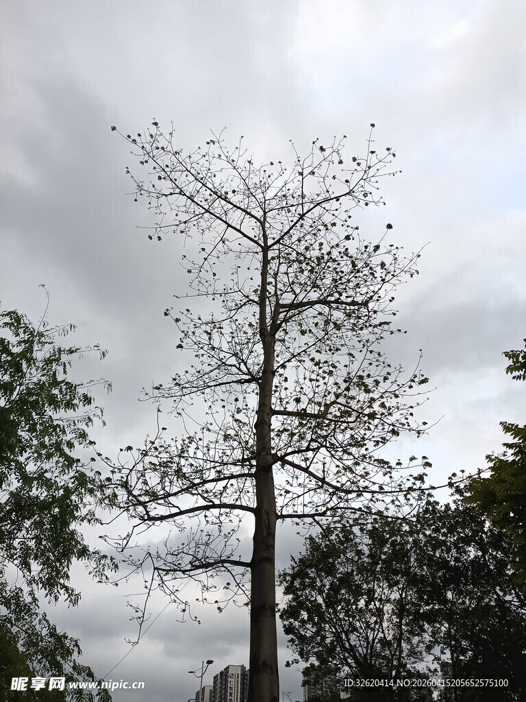 孤树挺立在阴云天空下