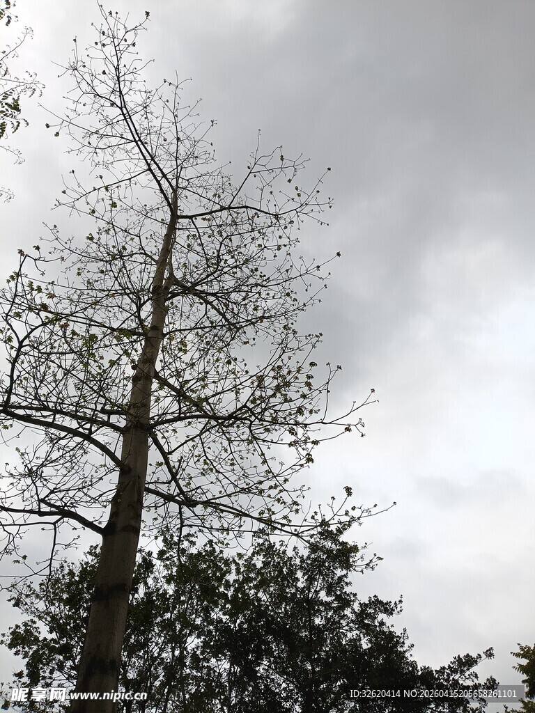 枯树立于阴云天空下