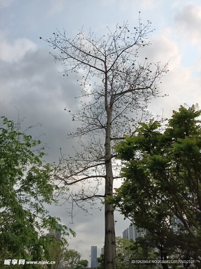 枯树与绿树相映成景