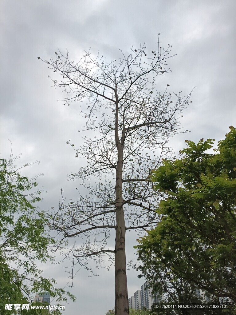 枯树挺立在绿意环绕间