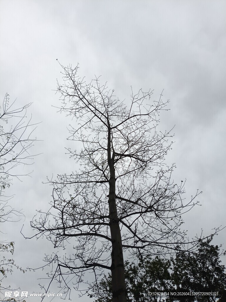 冬日枯树立于阴云之下