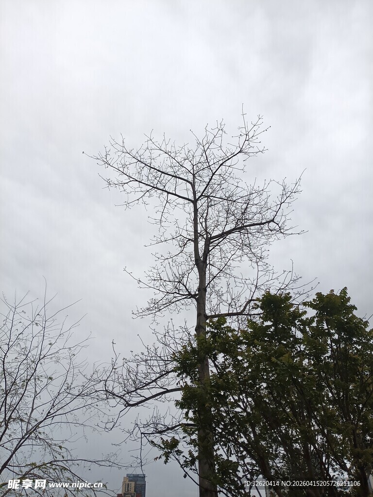 冬日枯树与绿叶对比景象