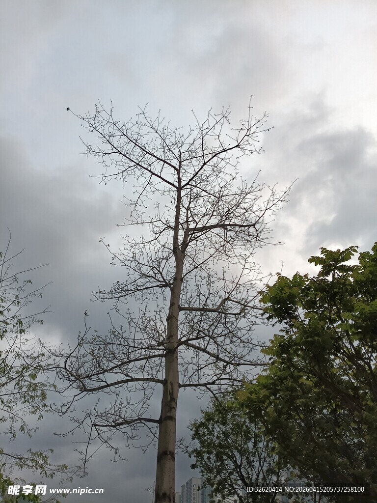 枯树立于多云天空下