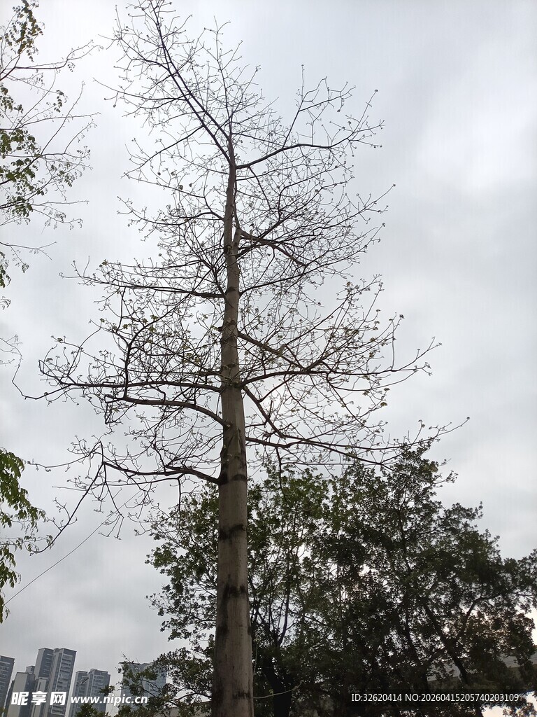 冬日枯树与周边绿植景观