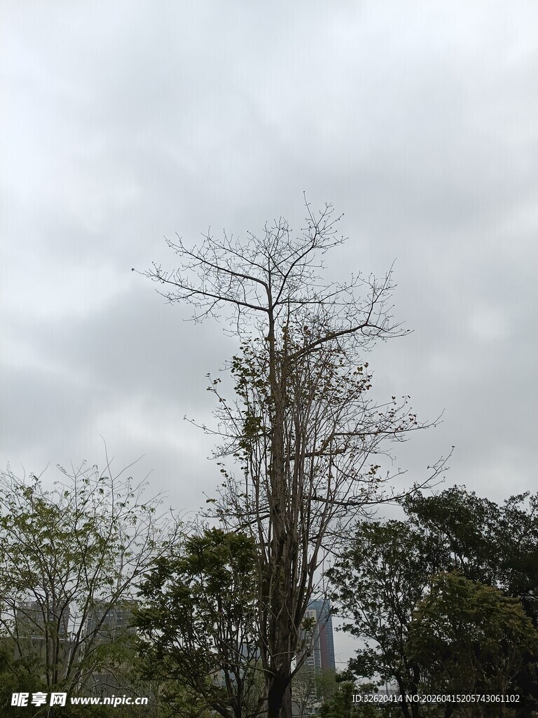 枯树立于多云天空之下