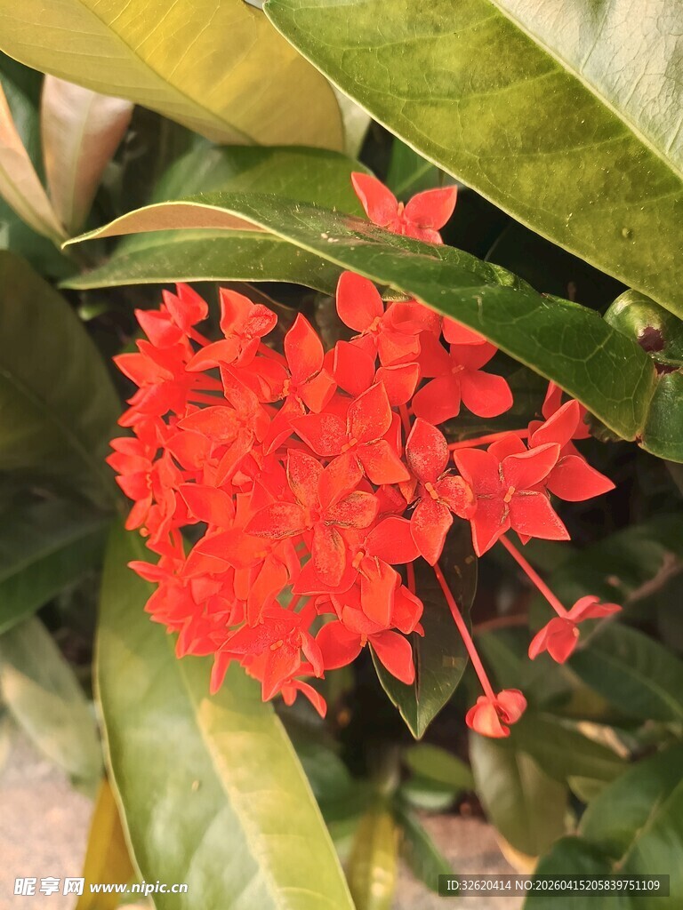 鲜艳红色花朵与绿叶相伴