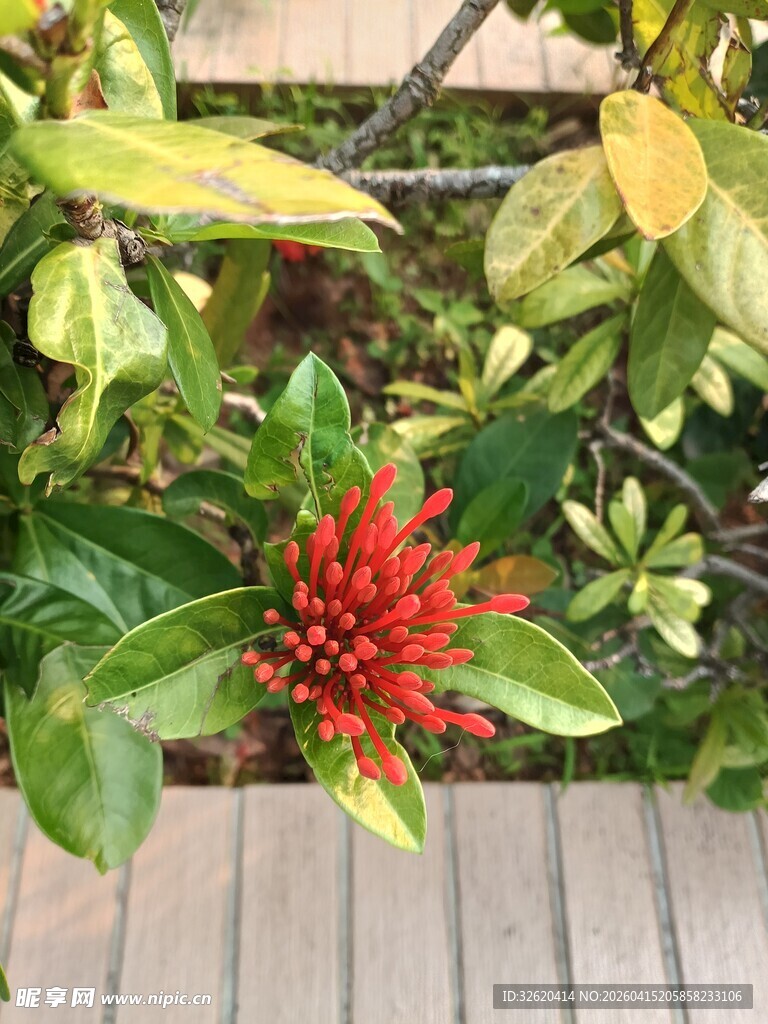 绿叶丛中艳红花朵绽放