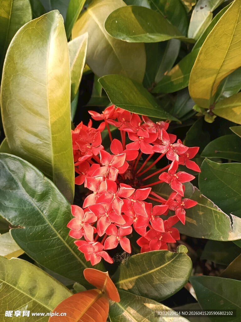 娇艳龙船花绽放绿叶间