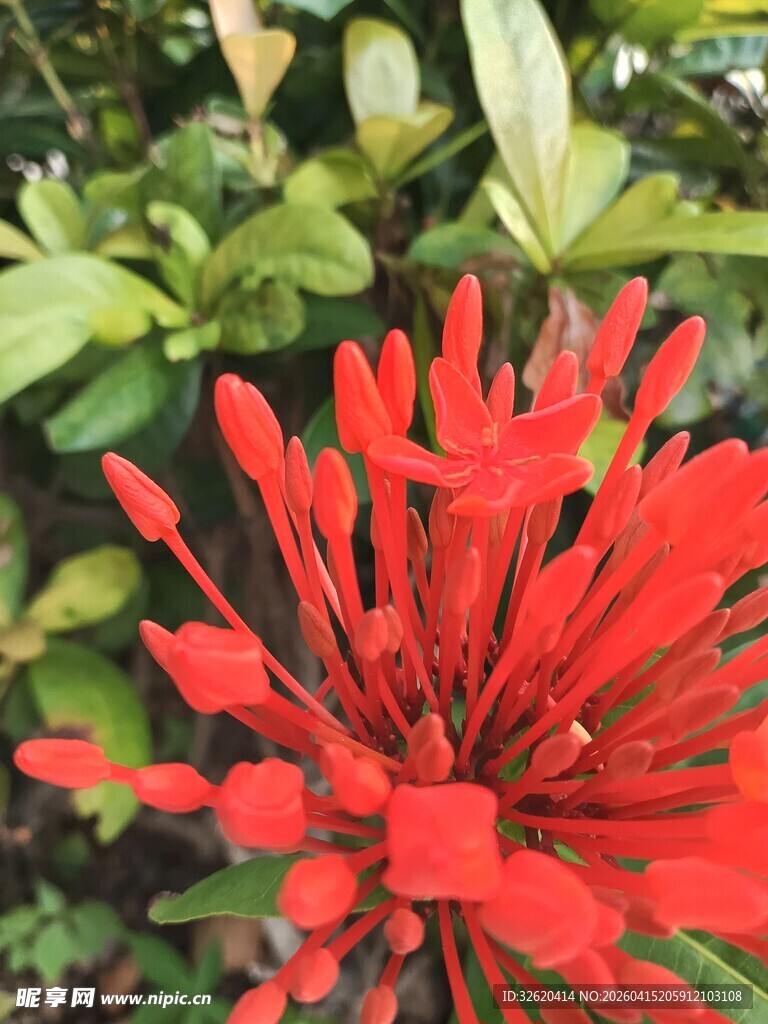 艳丽红色花卉绽放