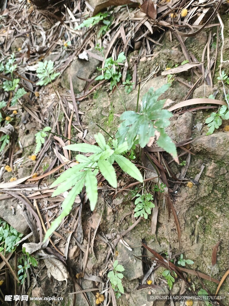 地面上的嫩绿植物