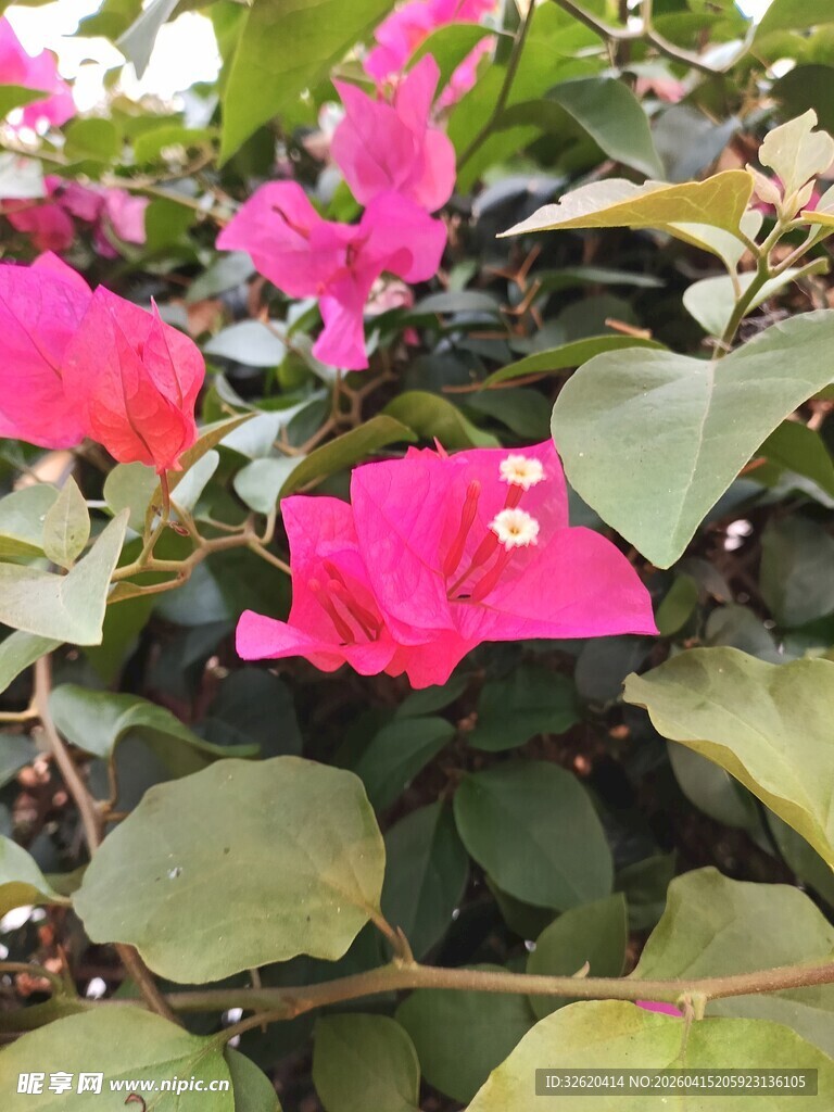 娇艳三角梅绽放绿叶间