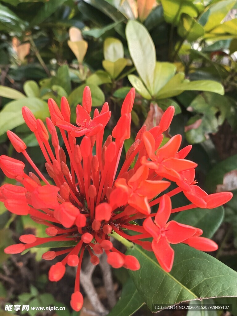 鲜艳红色花朵绽放