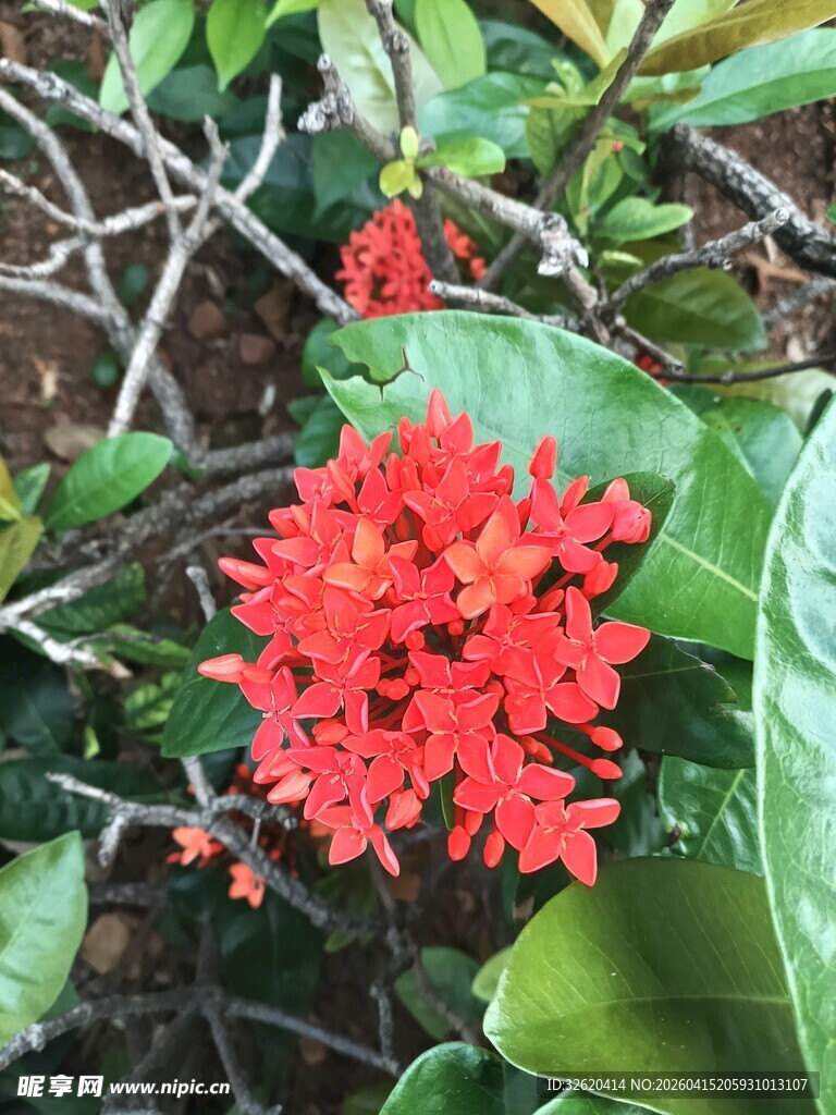 鲜艳红色龙船花绽放