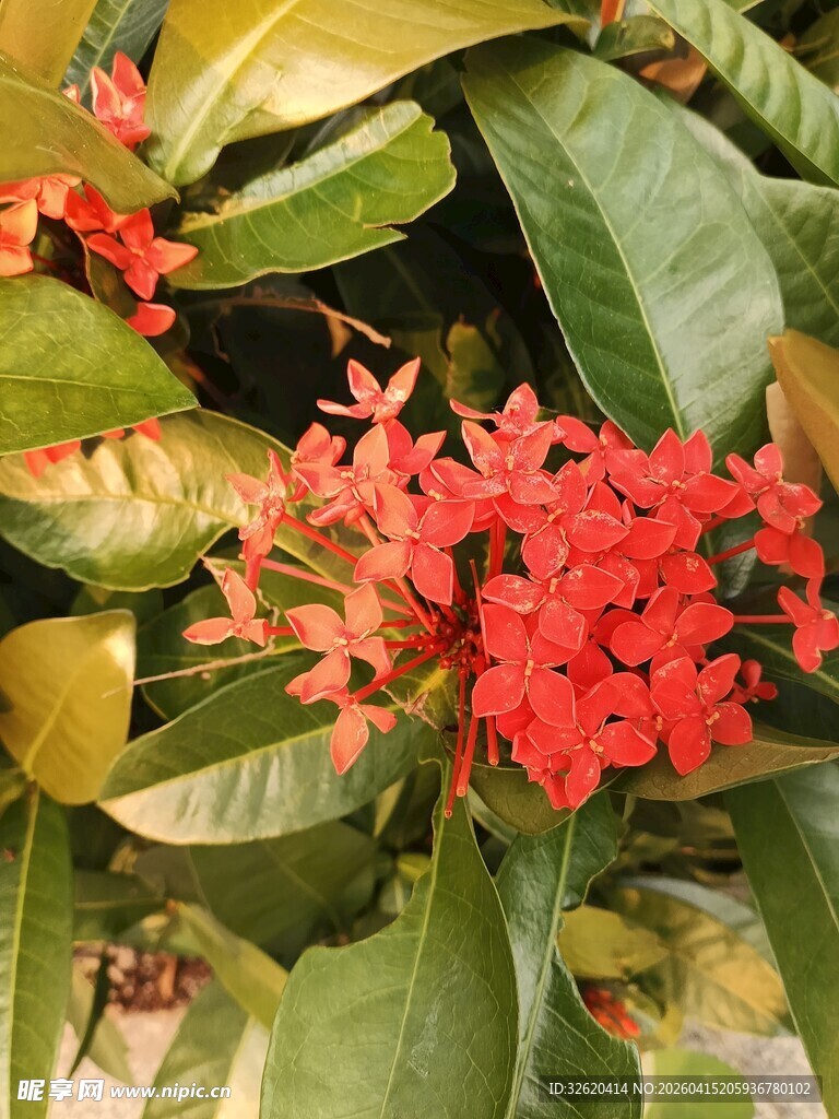 鲜艳红色龙船花绿叶陪衬