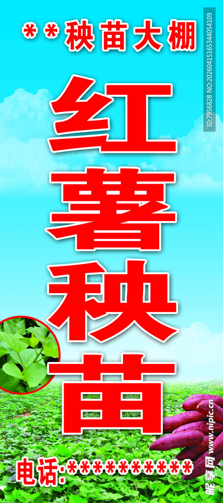 优质红薯苗  绿色健康种苗