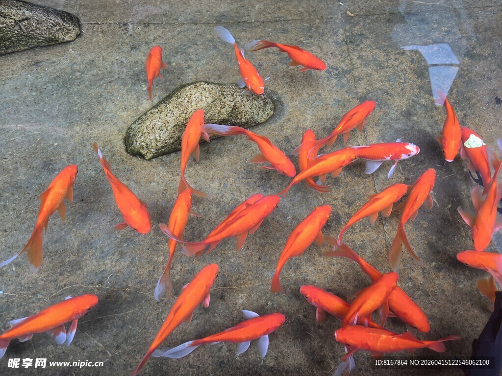 池中游动的鲜艳红色金鱼