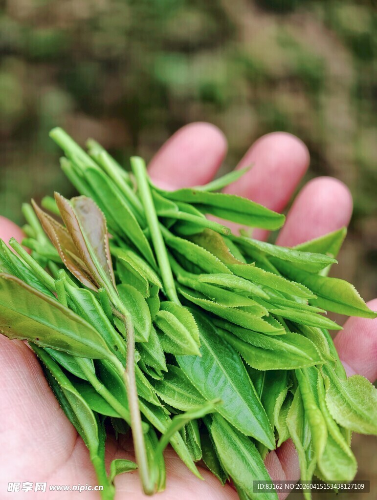 手捧鲜嫩茶叶