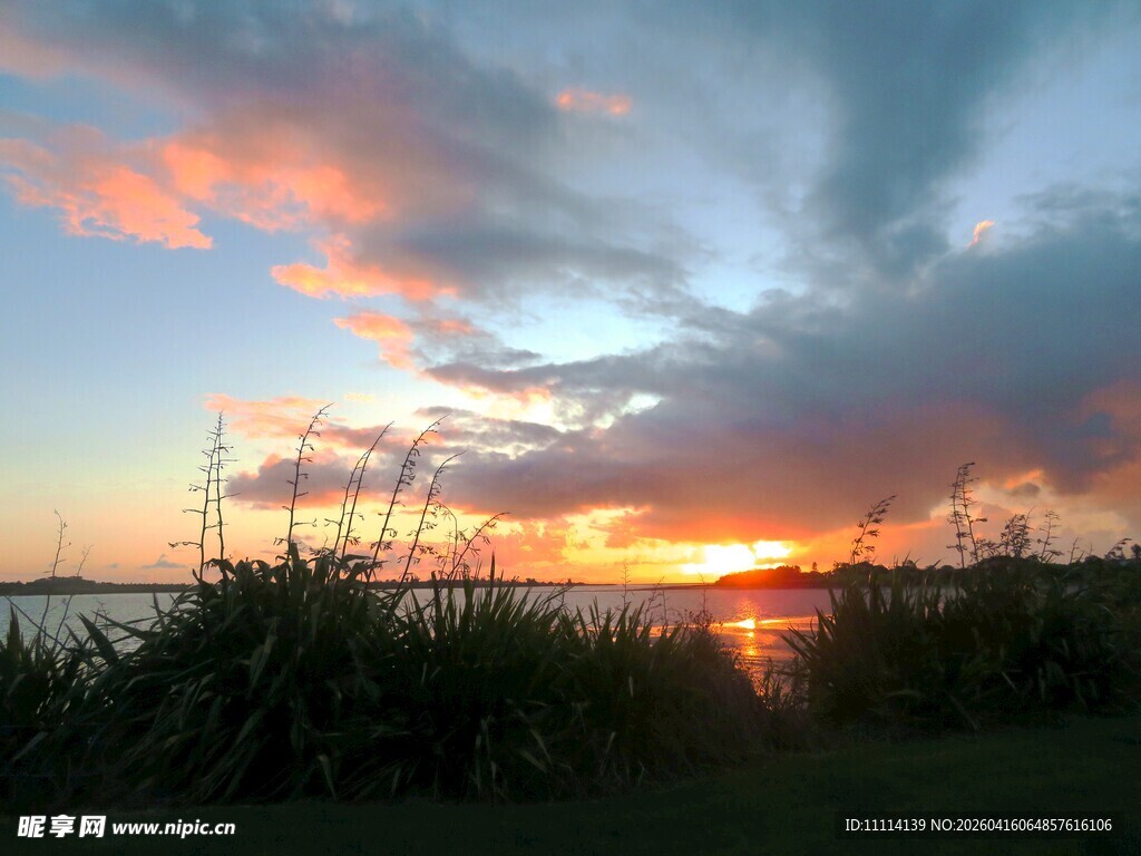 夕阳下的绚烂天空与植物