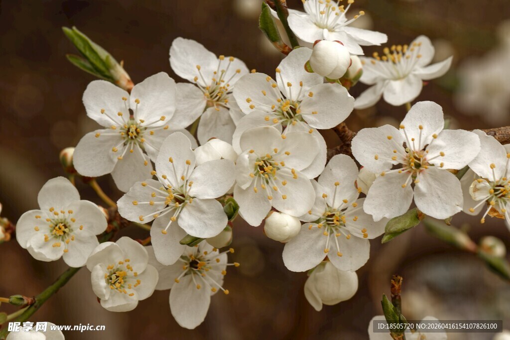 洁白李花绽放枝头