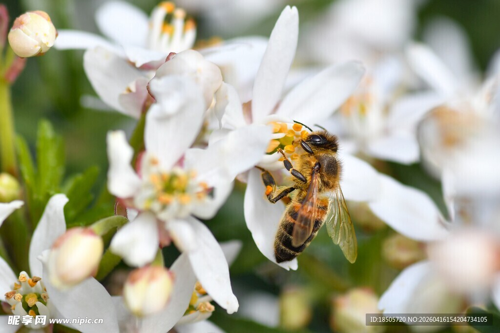 蜜蜂采蜜于洁白花朵间