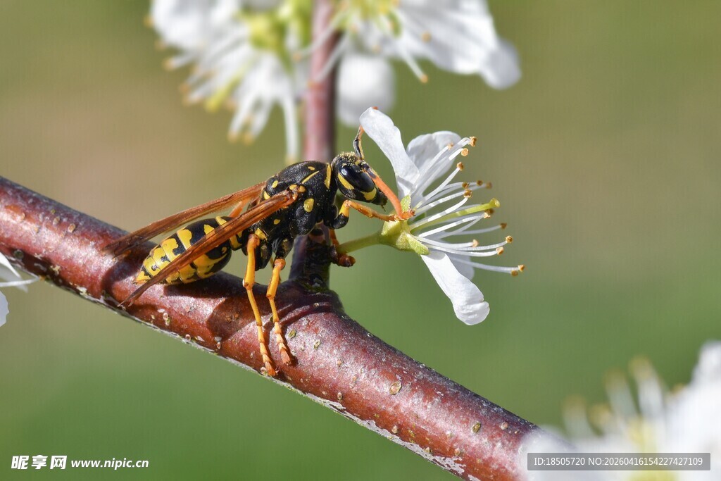 蜜蜂停驻繁花枝头