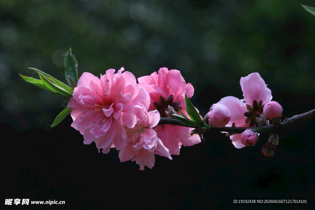 碧桃花  