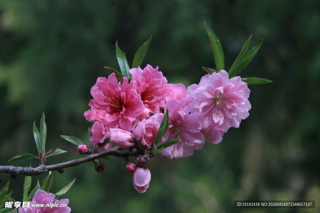 碧桃花  