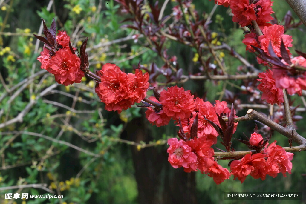 碧桃花  