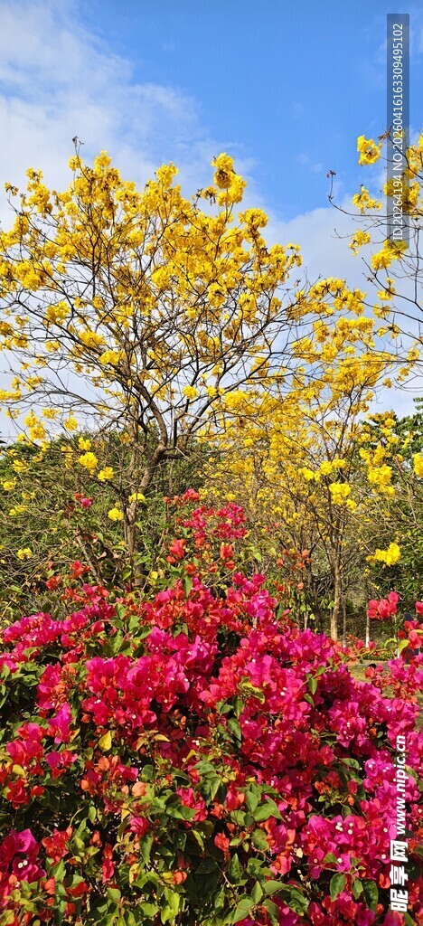 多彩花丛绽放于蓝天之下