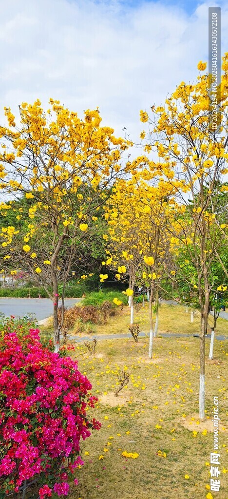秋日多彩花卉树木景观