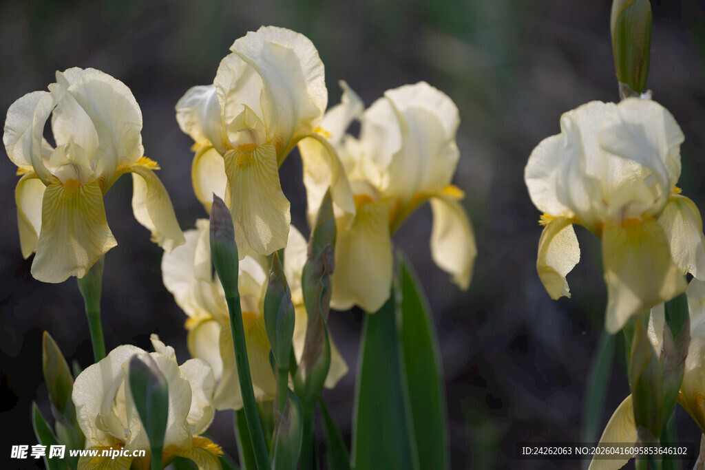 白色鸢尾花绽放