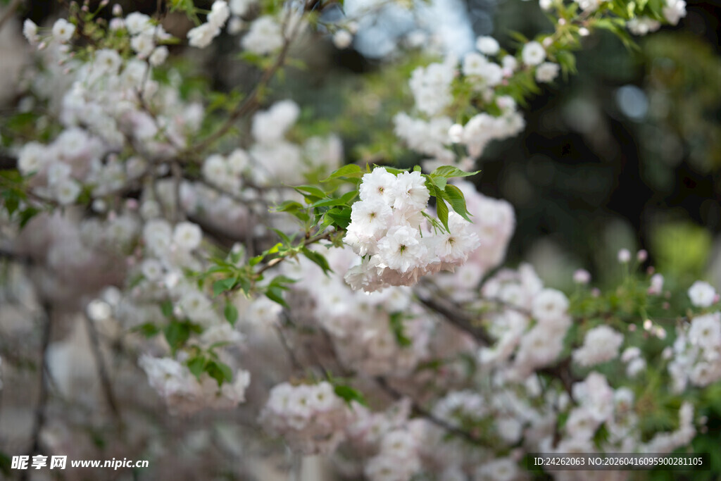 盛开的粉嫩樱花