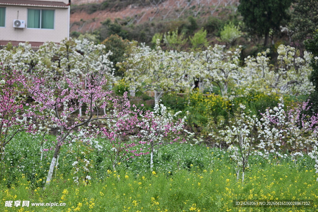春日繁花盛开的田园风光