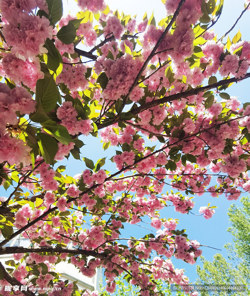 春日繁花盛开的烂漫景象