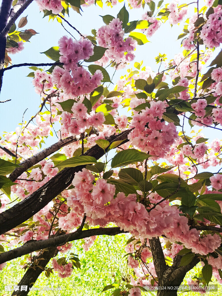 春日繁花盛开的烂漫景象