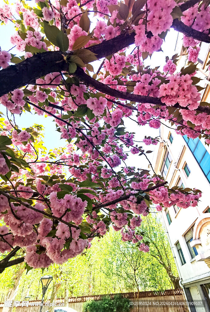 盛开的粉色繁花枝头