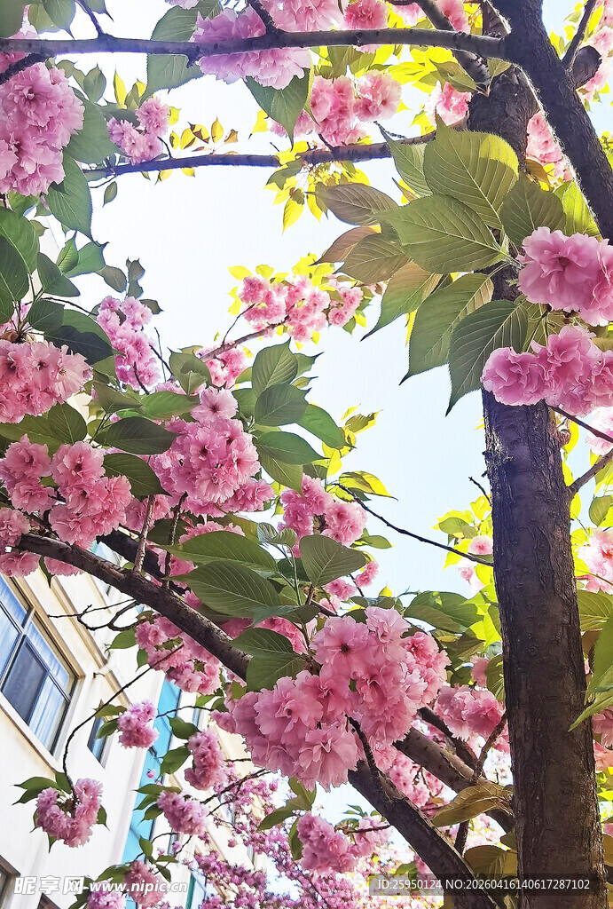 烂漫樱花枝头绽放