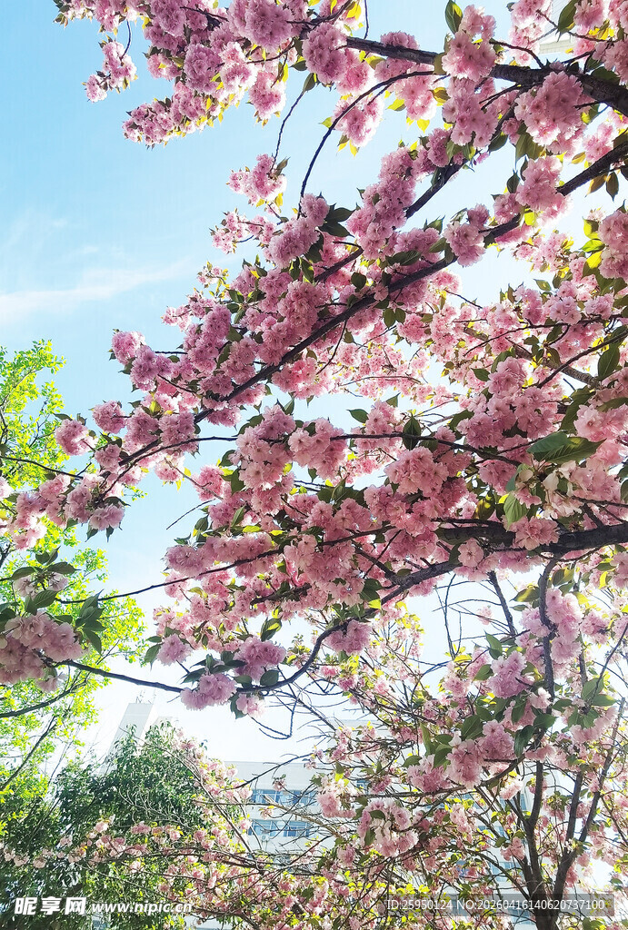 春日烂漫樱花枝头绽放