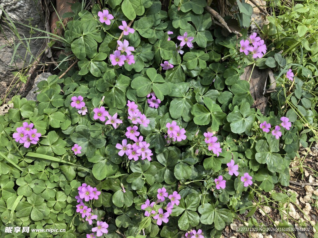 紫色小花绽放于绿叶间