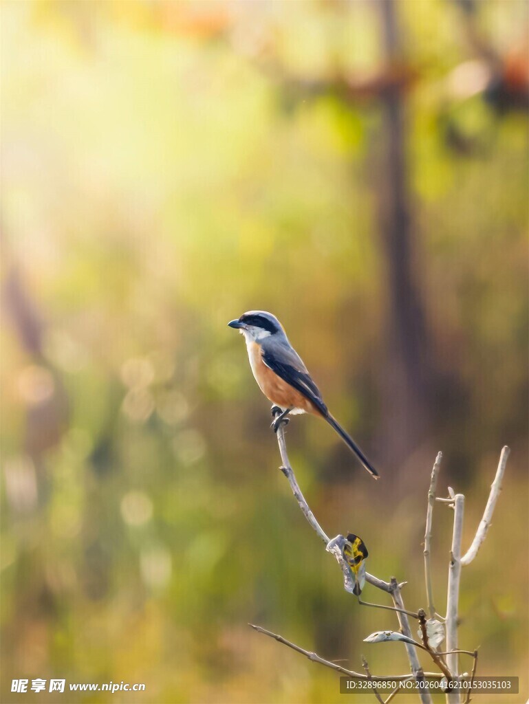 枝头栖息的美丽小鸟